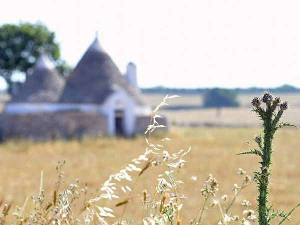 countryside of Puglia grain fields and a trullo house
