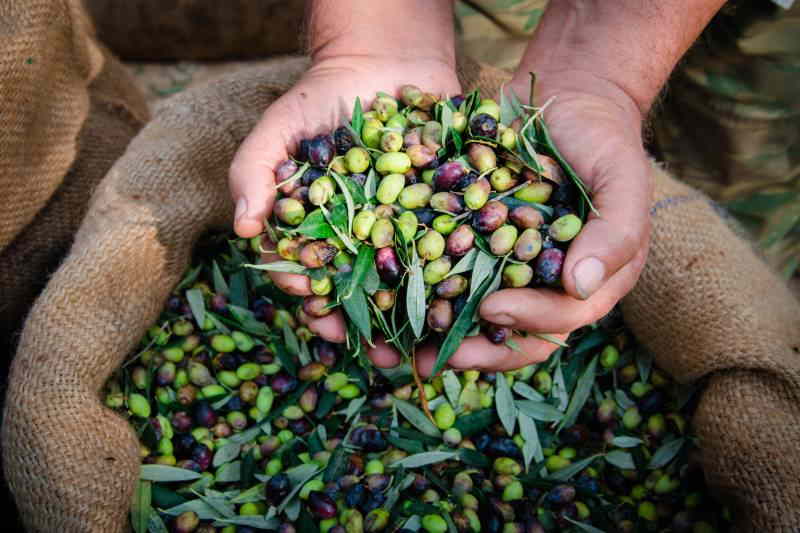 hands collecting olives
